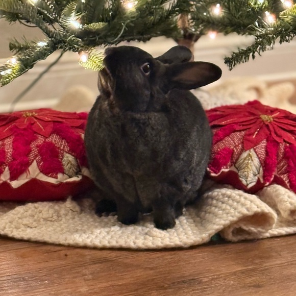 ✨ Meet the Posher ✨ - Picture 4 of 16